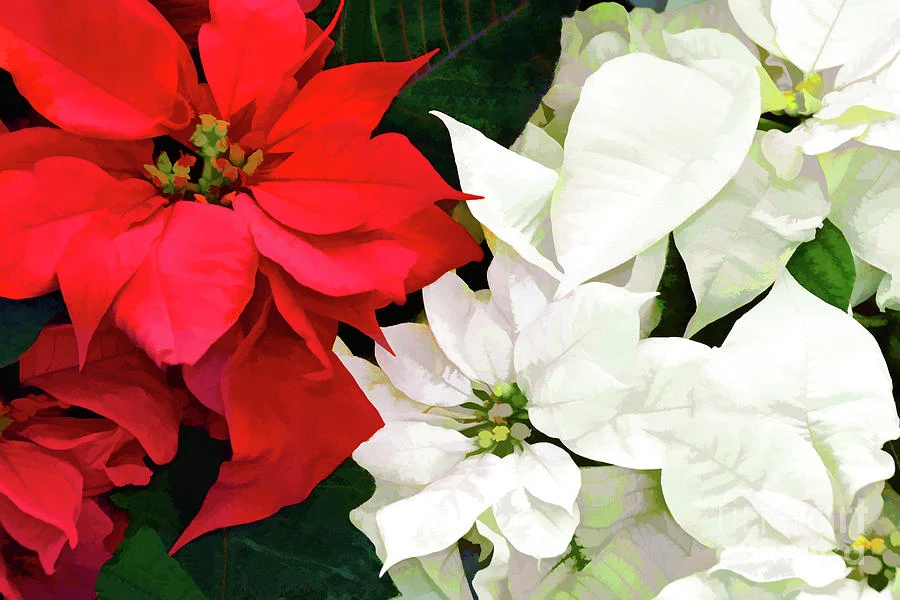 Poinsettia Sale 2022